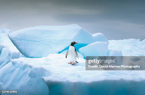 gentoo penguin stands alone on top of iceberg in antarctica - glaciar imagens e fotografias de stock