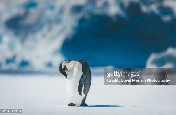emperor penguin - animal abdomen fotografías e imágenes de stock