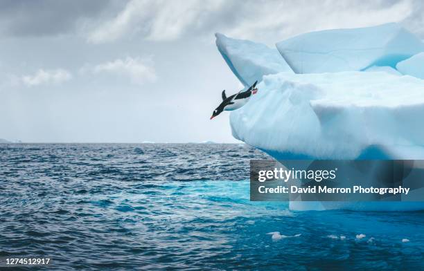 gentoo penguin takes a big dive into the cold antarctic ocean off of an iceberg. - gentoo penguin stockfoto's en -beelden