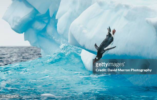 gentoo penguin takes a big dive into the cold antarctic ocean off of an iceberg. - antarctica penguins stock pictures, royalty-free photos & images