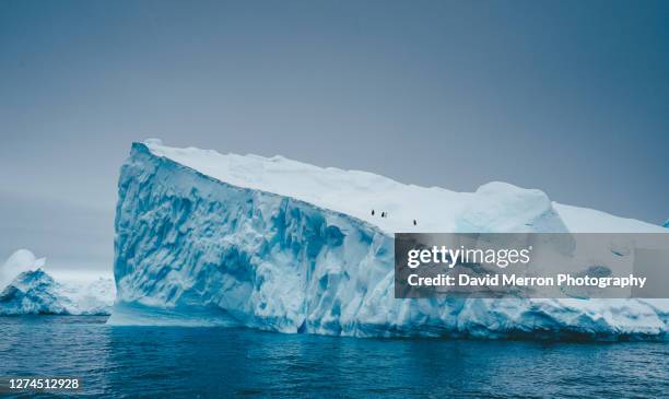 adelie penguins stands on top of iceberg in antarctica - ghiacciai foto e immagini stock