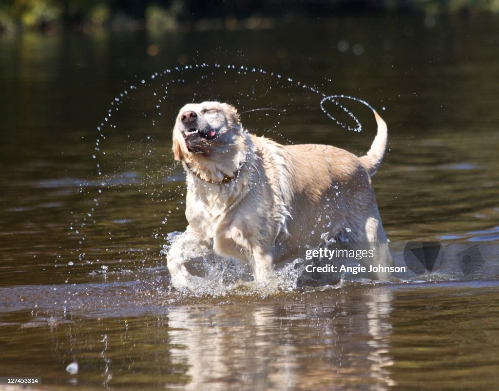 Dog swimming in lake