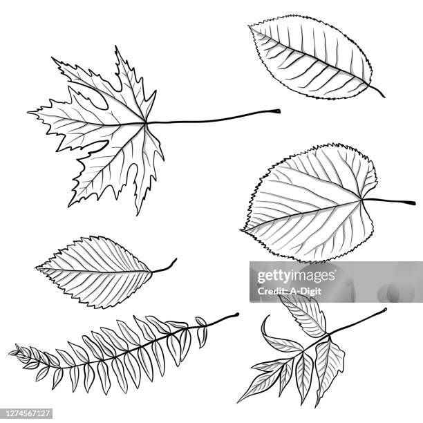 單葉草圖。 - photosynthesis 幅插畫檔、美工圖案、卡通及圖標