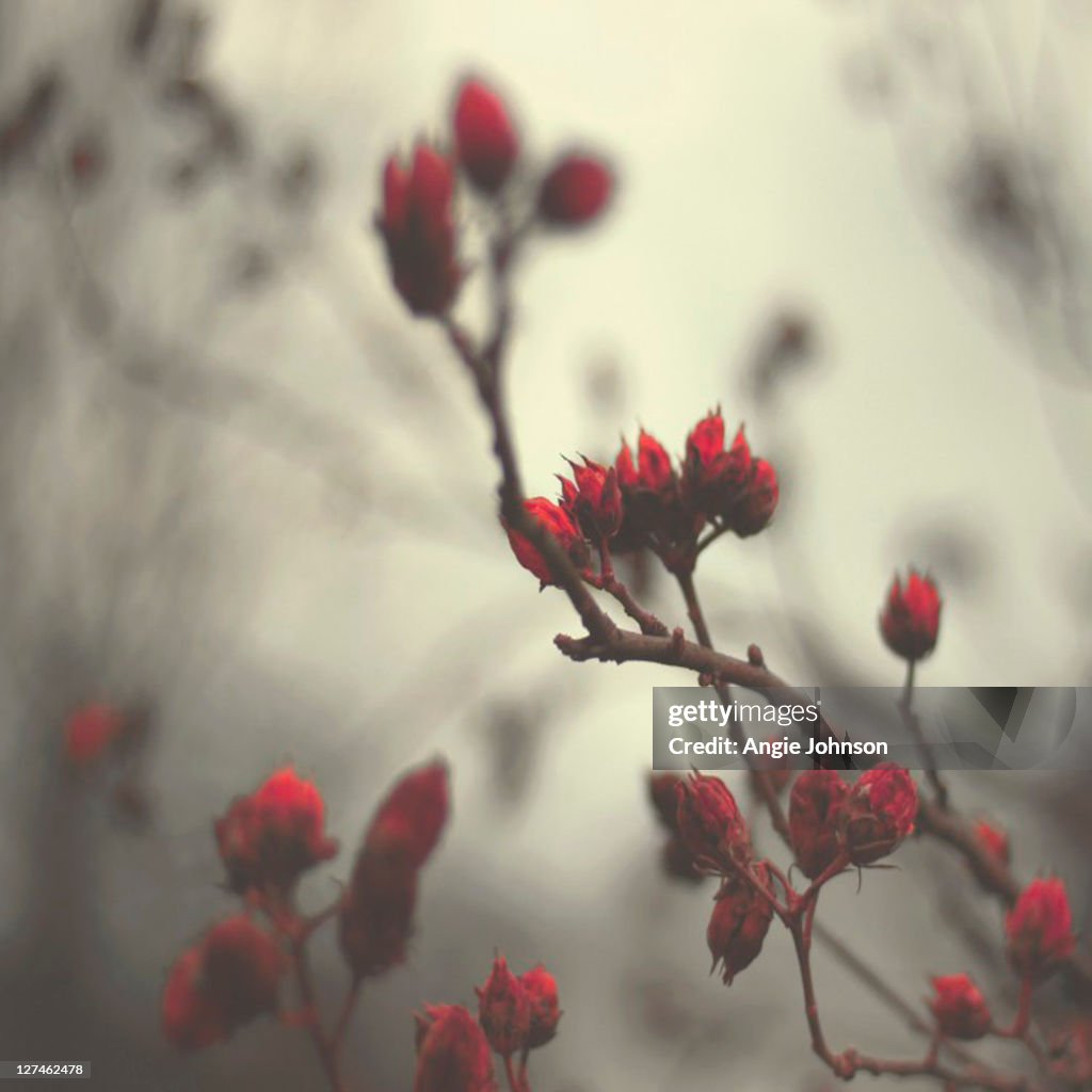 Blooms crimson