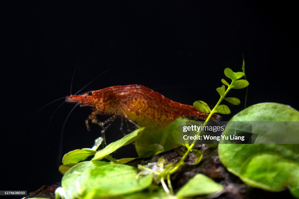 Red cherry shrimp with eggs