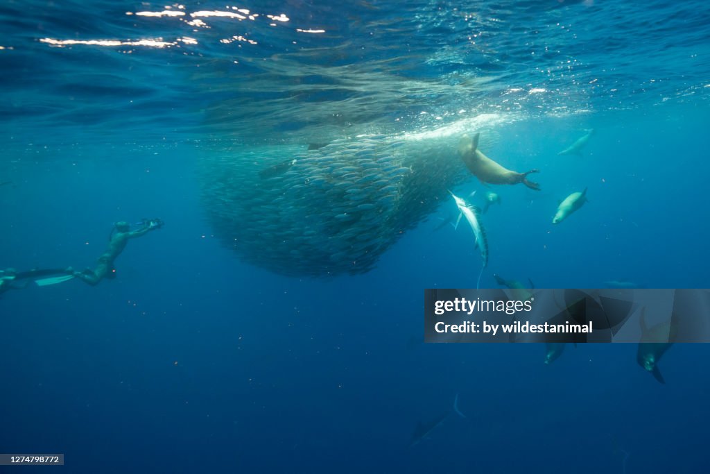 Large group of California sea lions competing with striped marlin to feed on a large mackerel bait ball, Pacific Ocean, Baja California, Mexico.