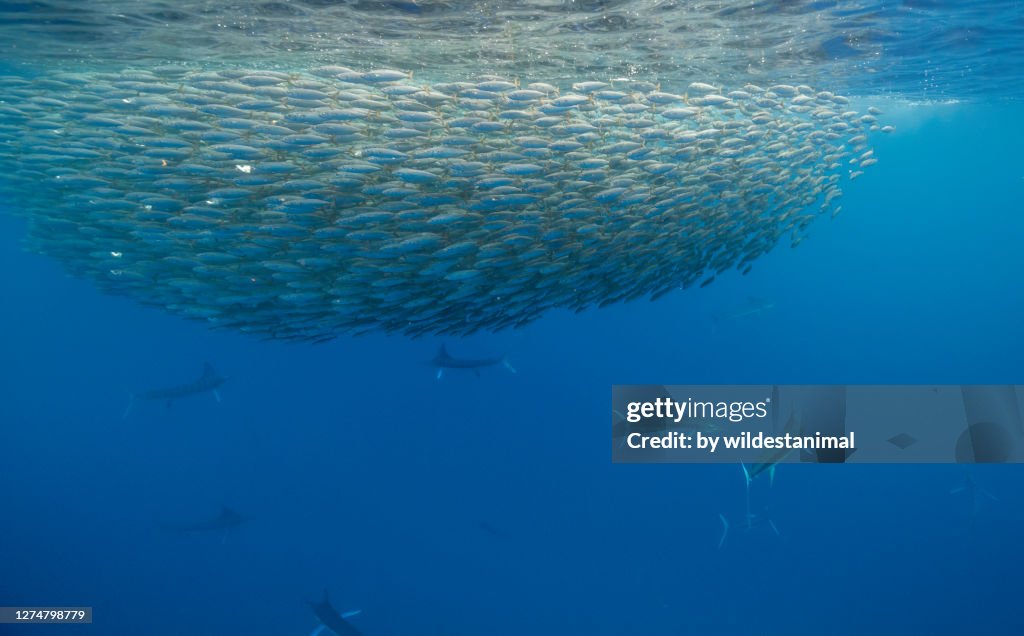 Large school of striped marlin feeding on a large mackerel bait ball, Pacific Ocean, Baja California, Mexico.