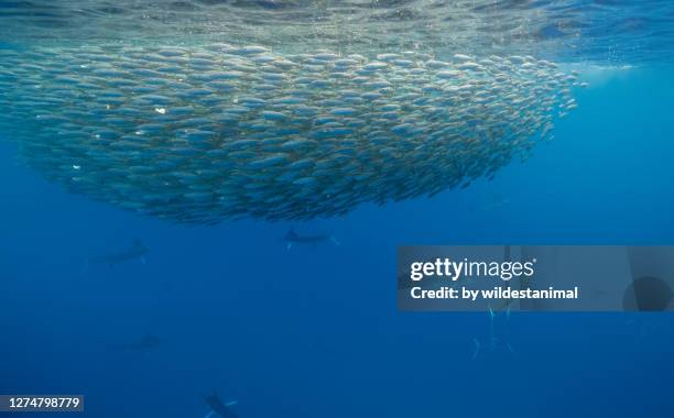 large school of striped marlin feeding on a large mackerel bait ball, pacific ocean, baja california, mexico. - bait ball stock pictures, royalty-free photos & images