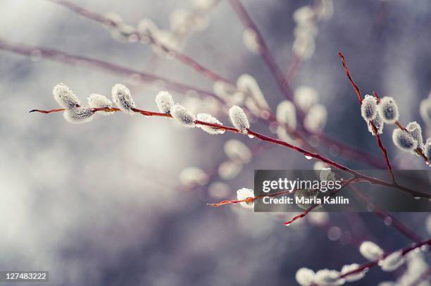 catkins in spring rain - sälg bildbanksfoton och bilder