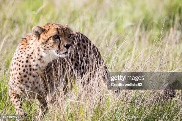 east african cheetah in long grass - cheetah hunt stock pictures, royalty-free photos & images