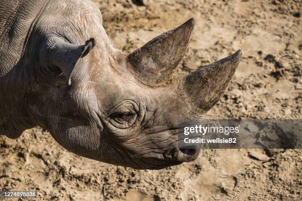 black rhino headshot - rhino face stock pictures, royalty-free photos & images
