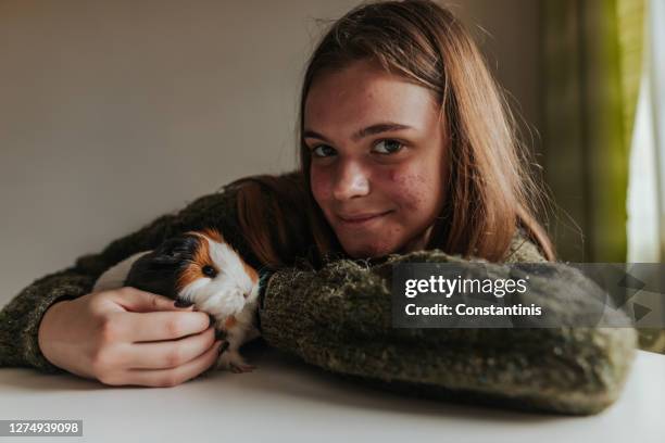 girl petting her guinea pig - acne stock pictures, royalty-free photos & images