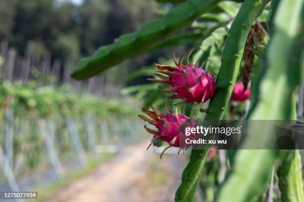 dragon fruit grown in the farm - dragon fruit - fotografias e filmes do acervo