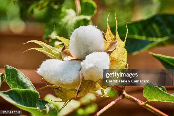 cotton boll plant - cotton plant stock-fotos und bilder