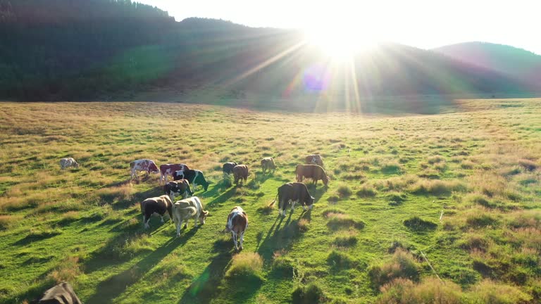 https://media.gettyimages.com/id/1275132246/video/cows-in-a-field-aerial-view.jpg?b=1&s=640x640&k=20&c=YWYrrtTgOv1SFqnFDPMwO7lLWiBoI4cFHaHLI7-HORQ=