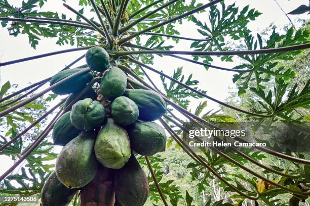papaya tropical tree with green papayas affected by pest - albero di papaya foto e immagini stock