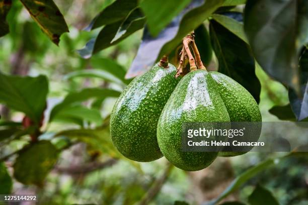 ripe avocado fruits growing on tree - avocado stock-fotos und bilder