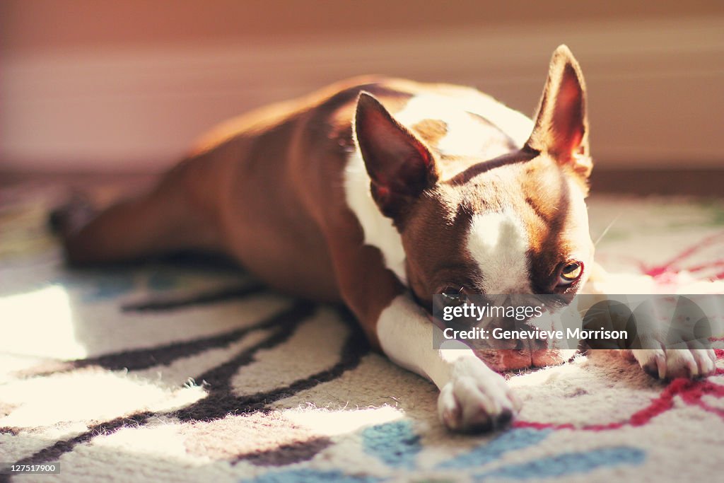 Boston terrier laying in sunlight