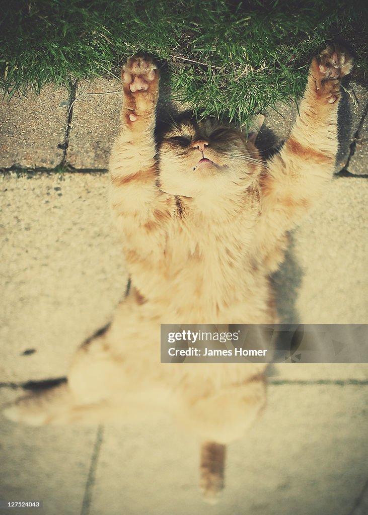 Ginger tabby cat sunbathing