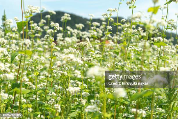 japanese buckwheat flower - buckwheat stock-fotos und bilder