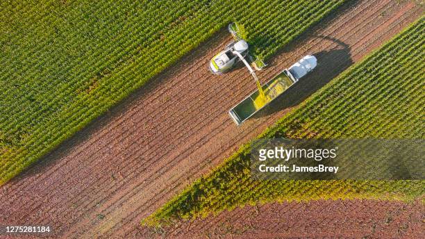 gårdsmaskiner, kombinera och semi-truck skörd majs - combine harvester bildbanksfoton och bilder