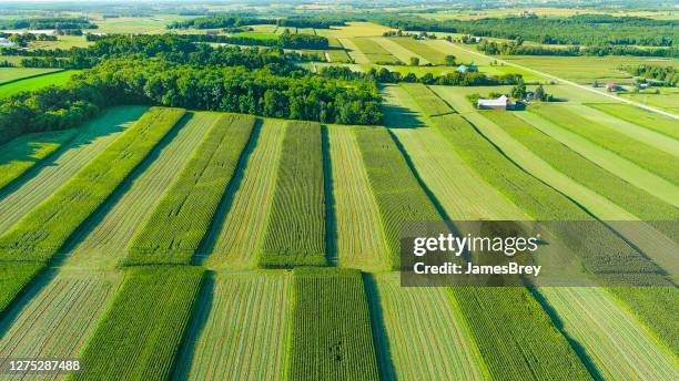 vista aérea de exuberantes cultivos verdes en campos de cultivo - midwest usa fotografías e imágenes de stock