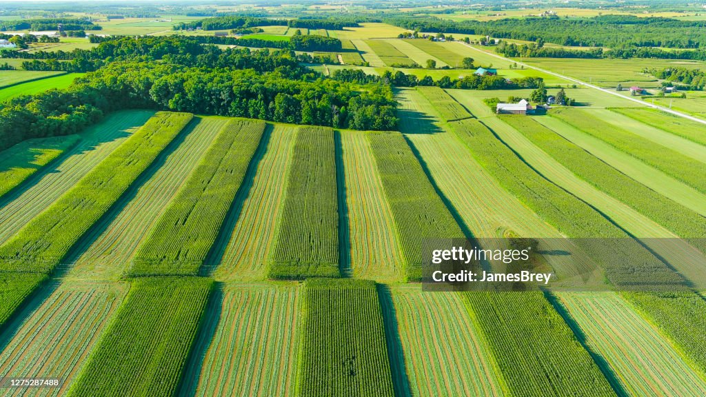 Aerial view of lush green crops in farm fields