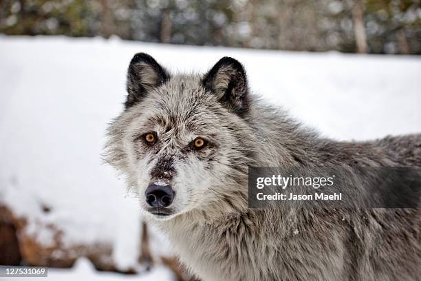 snowy wolf - yellowstone national park wolf stock pictures, royalty-free photos & images