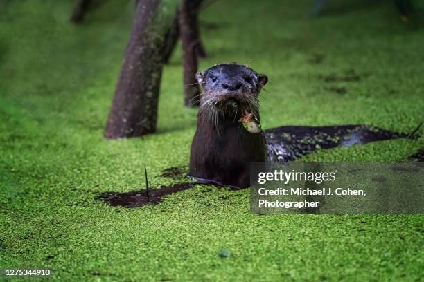 river otter with tadpole - renacuajo fotografías e imágenes de stock