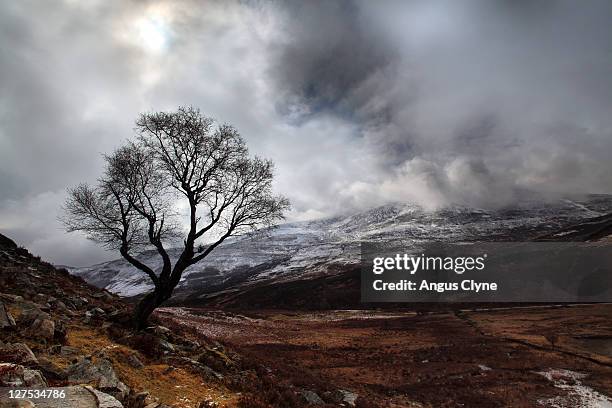 lone tree snow clouds hill schiehallion mountain - schiehallion stock pictures, royalty-free photos & images