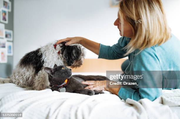 gammal kvinna med hund hemma, njuter av tid tillsammans på sängen - cat and dog together bildbanksfoton och bilder