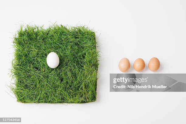 eggs with patch of grass - anbau von rasen stock-fotos und bilder