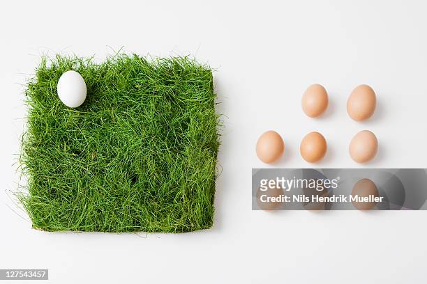 eggs with patch of grass - gras von oben stock-fotos und bilder