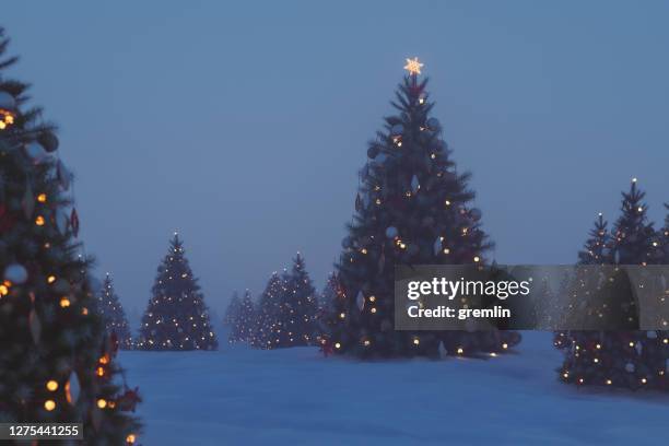 outdoors christmas trees at night - christmas dark stock pictures, royalty-free photos & images