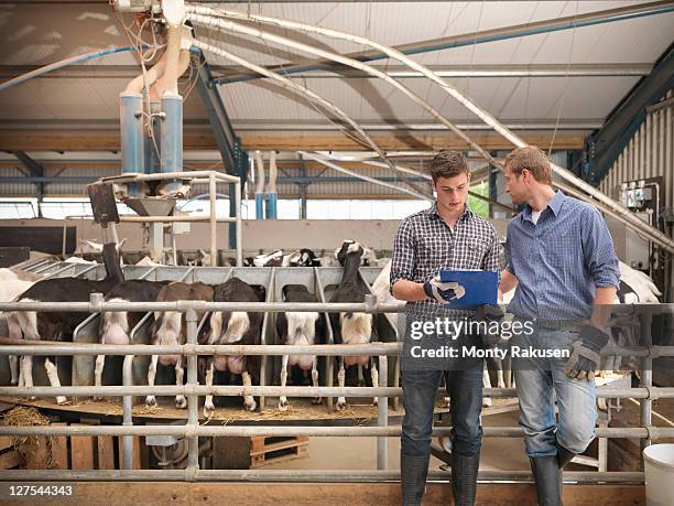 workers at milking station on farm - livestock show stock pictures, royalty-free photos & images