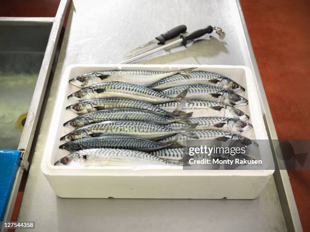 boxed mackerel fish in plant - makreel stock-fotos und bilder