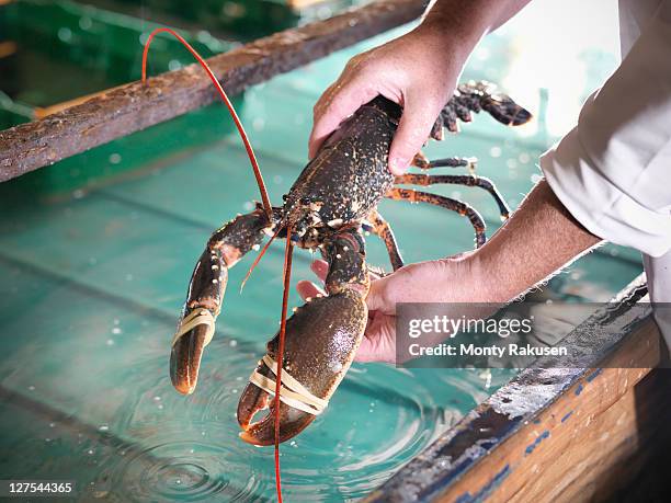 worker holding lobster in plant - lobster stock pictures, royalty-free photos & images