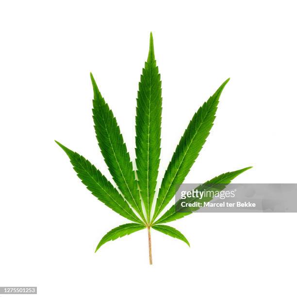 cannabis leaf on white. - marijuana leaf 個照片及圖片檔