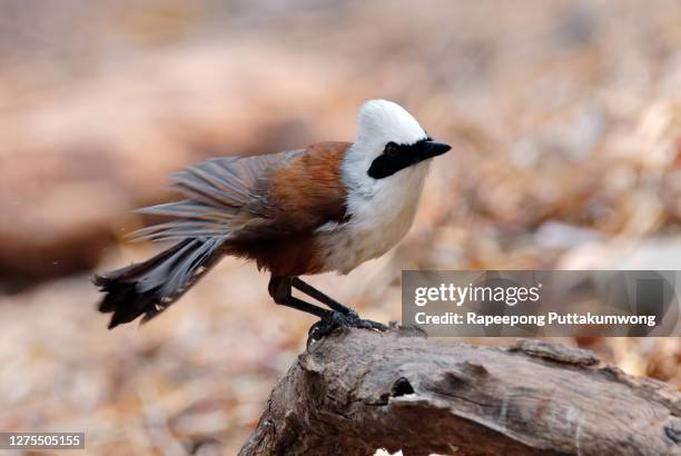 white-crested laughingthrush garrulax leucolophus beautiful birds of thailand perching on the tree - garrulax leucolophus stock pictures, royalty-free photos & images