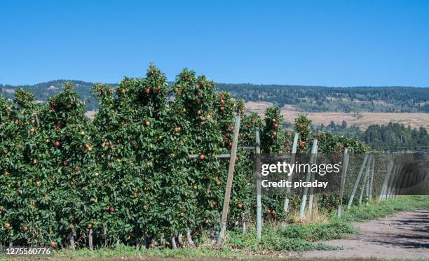 apple orchard - apple tree stock pictures, royalty-free photos & images