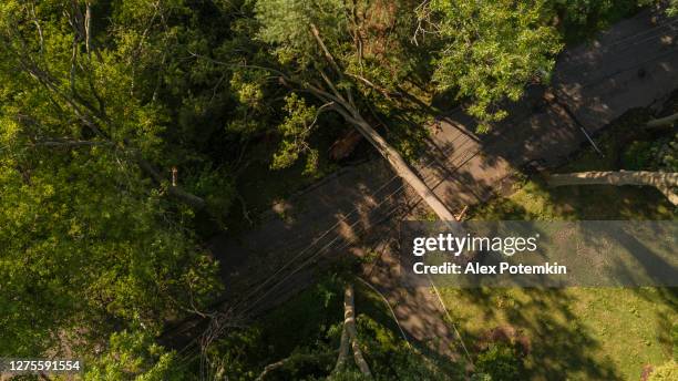 a tree has fallen because of the strong wind and it barricaded the street and destroyed power lines and internet and tv cables in a small town in new jersey after a storm. - fallen tree stock pictures, royalty-free photos & images