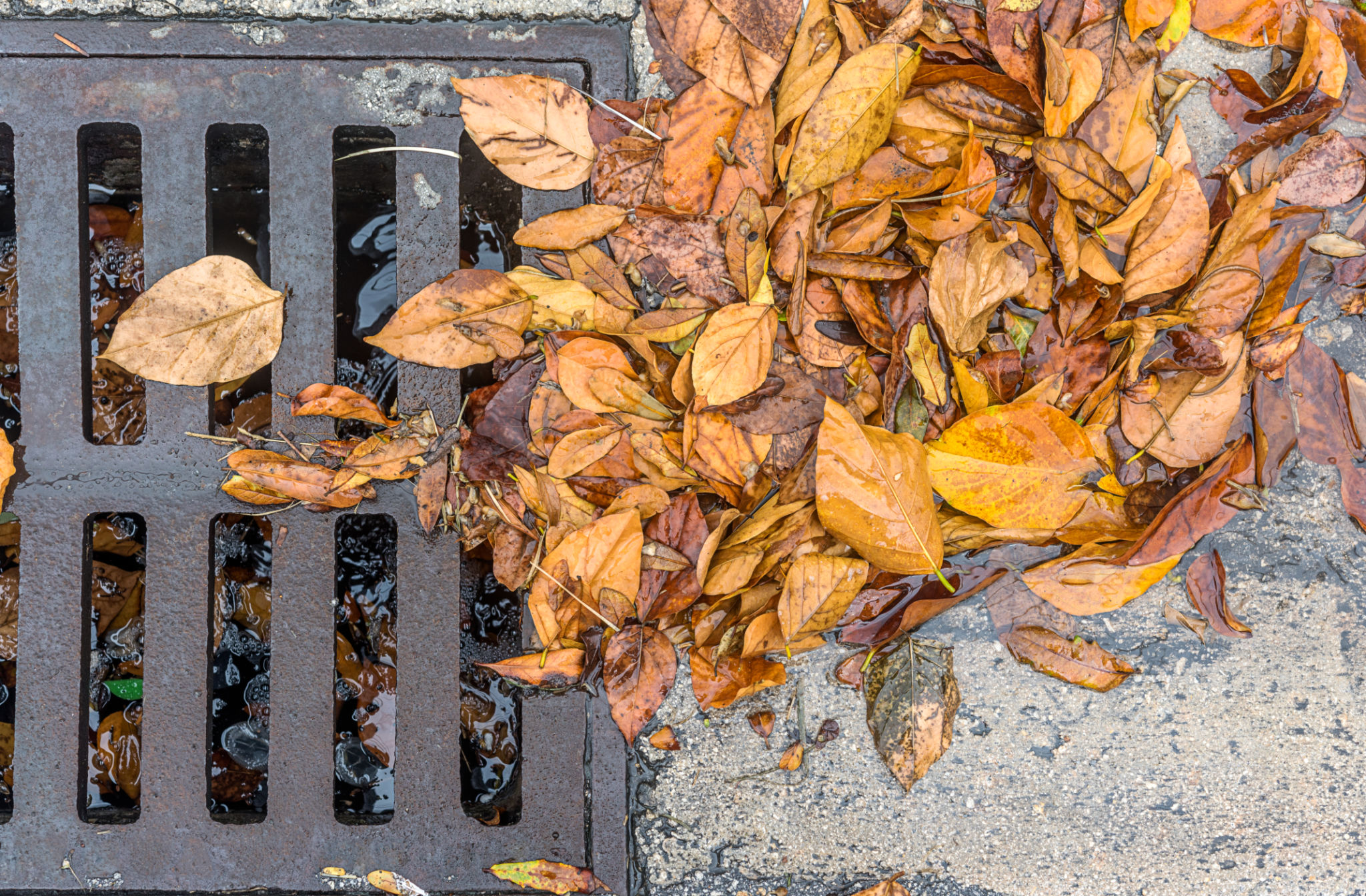 autumn leaves drains