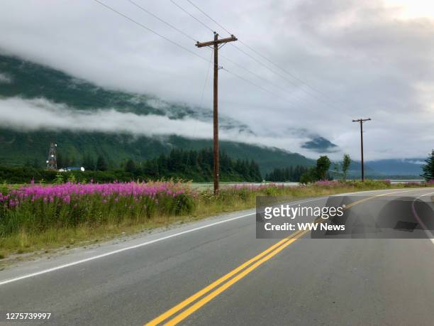 dwarf fireweed flowers and road in alaska - adelfilla enana fotografías e imágenes de stock