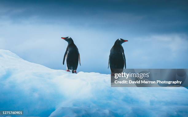 gentoo penguins look in opposite directions as they stand on vibrant blue ice - eselspinguin stock-fotos und bilder