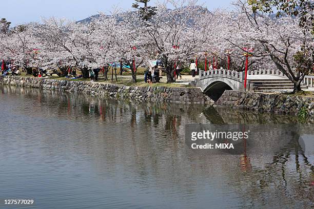 General view of cherry blossoms of Ogi Park on March 27, 2010 in Ureshino, Saga, Japan.