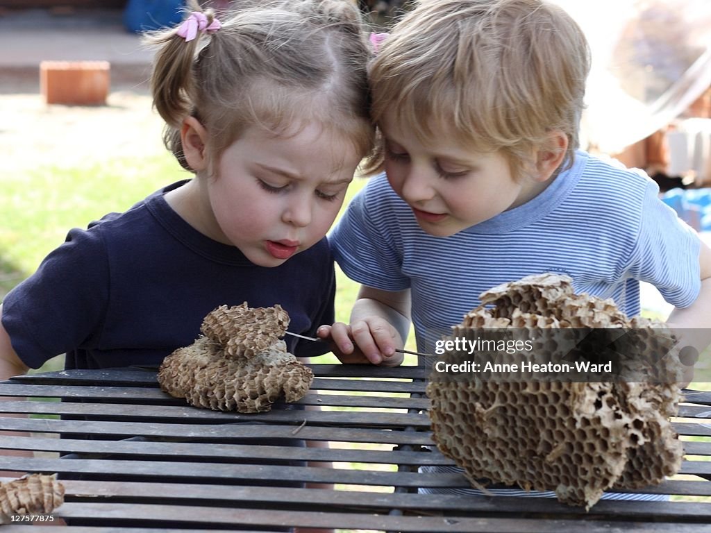 Young scientists and hornet nest