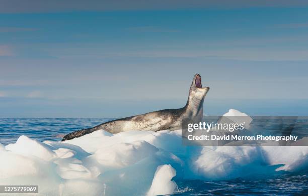 leopard seal shows off its impressive teeth while opening its jaw to vocalize, antarctica - leopard seal stock-fotos und bilder