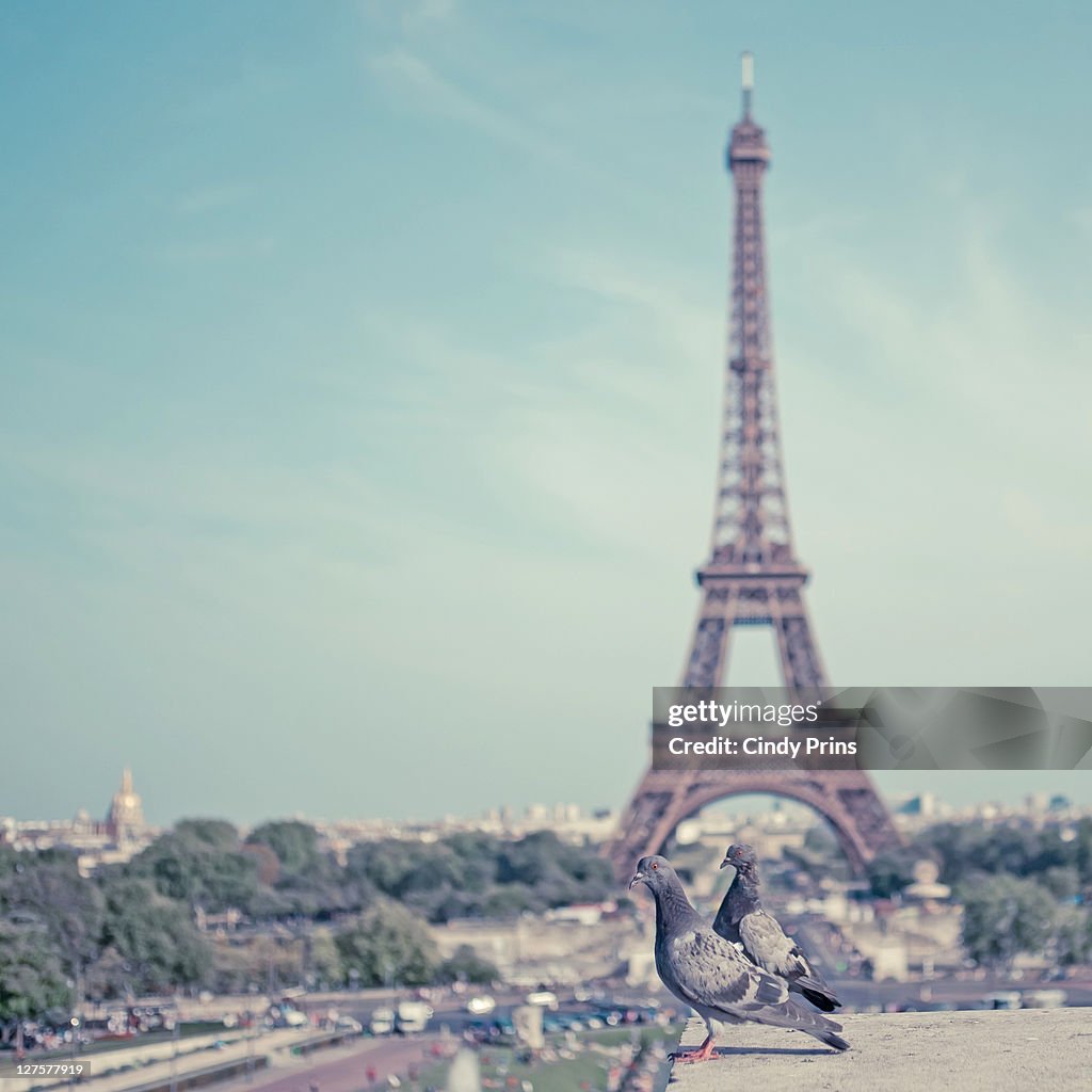 Two doves in front of Eiffel tower