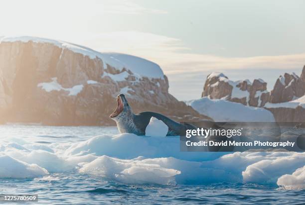 leopard seal shoes off it's impressive teeth as it opens it's massive jaw while resting on an iceberg, antarctica - ヒョウアザラシ ストックフォトと画像
