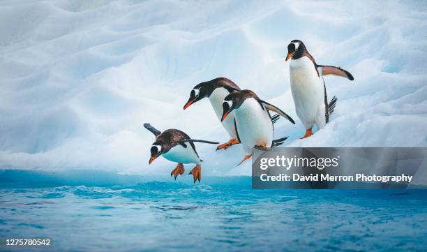 gentoo penguins dive into the frigid water. antarctica - gentoo penguin stockfoto's en -beelden